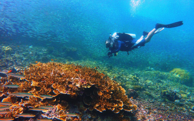 DOT celebrates PHL’s Leading Dive Destination citation