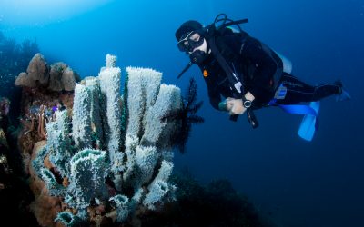 Philippines bags best overseas diving award 2020