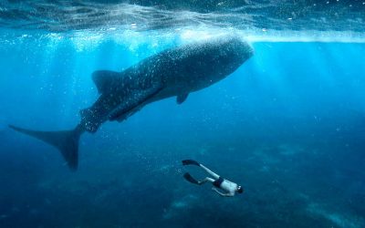 TTG Feature: Diving into the Philippines’ idyllic natural beauty and wildlife experiences