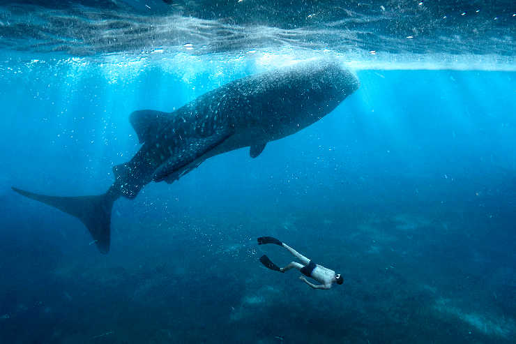 TTG Feature: Diving into the Philippines’ idyllic natural beauty and wildlife experiences